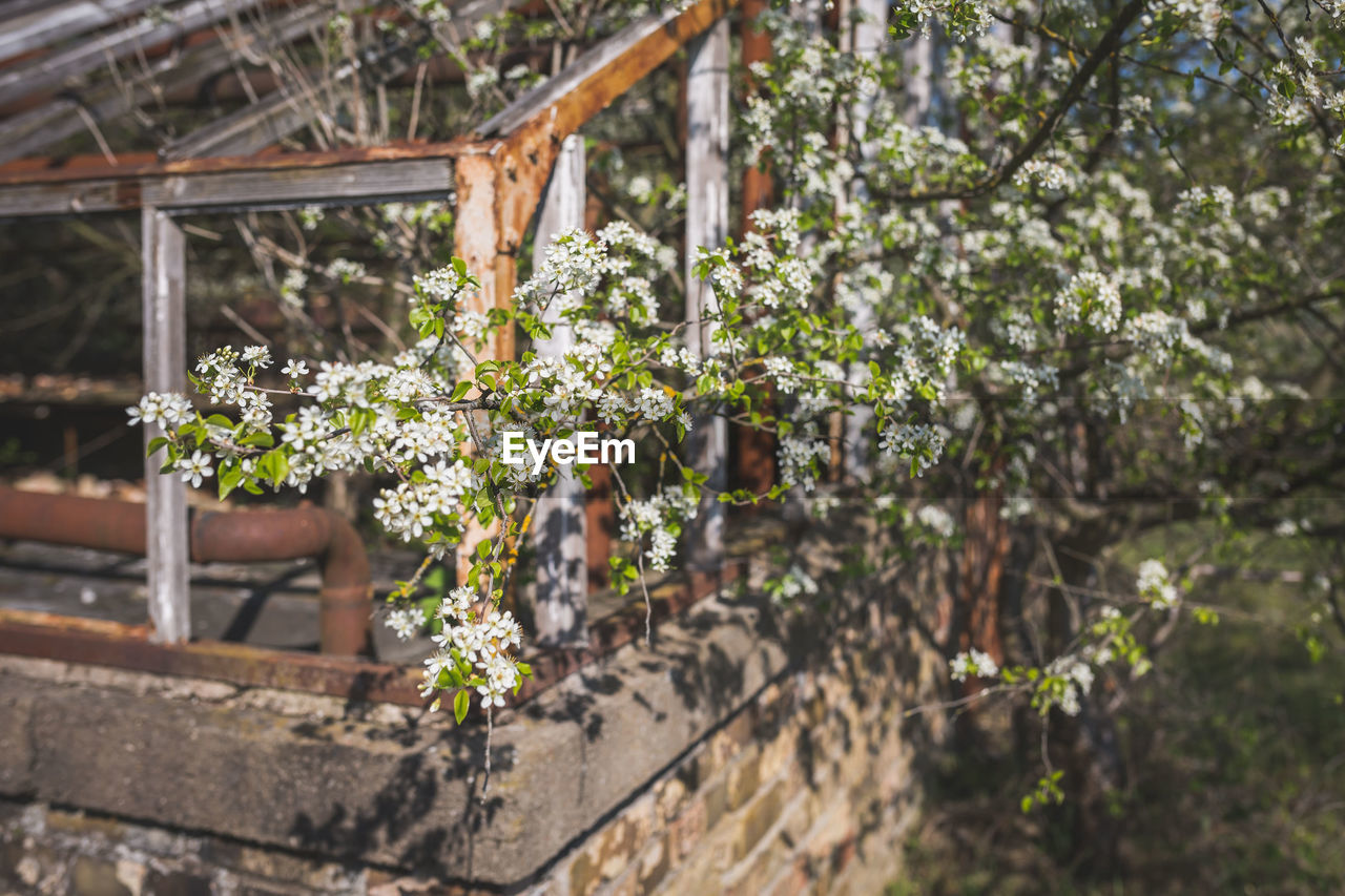 Close-up of flowering plants on land