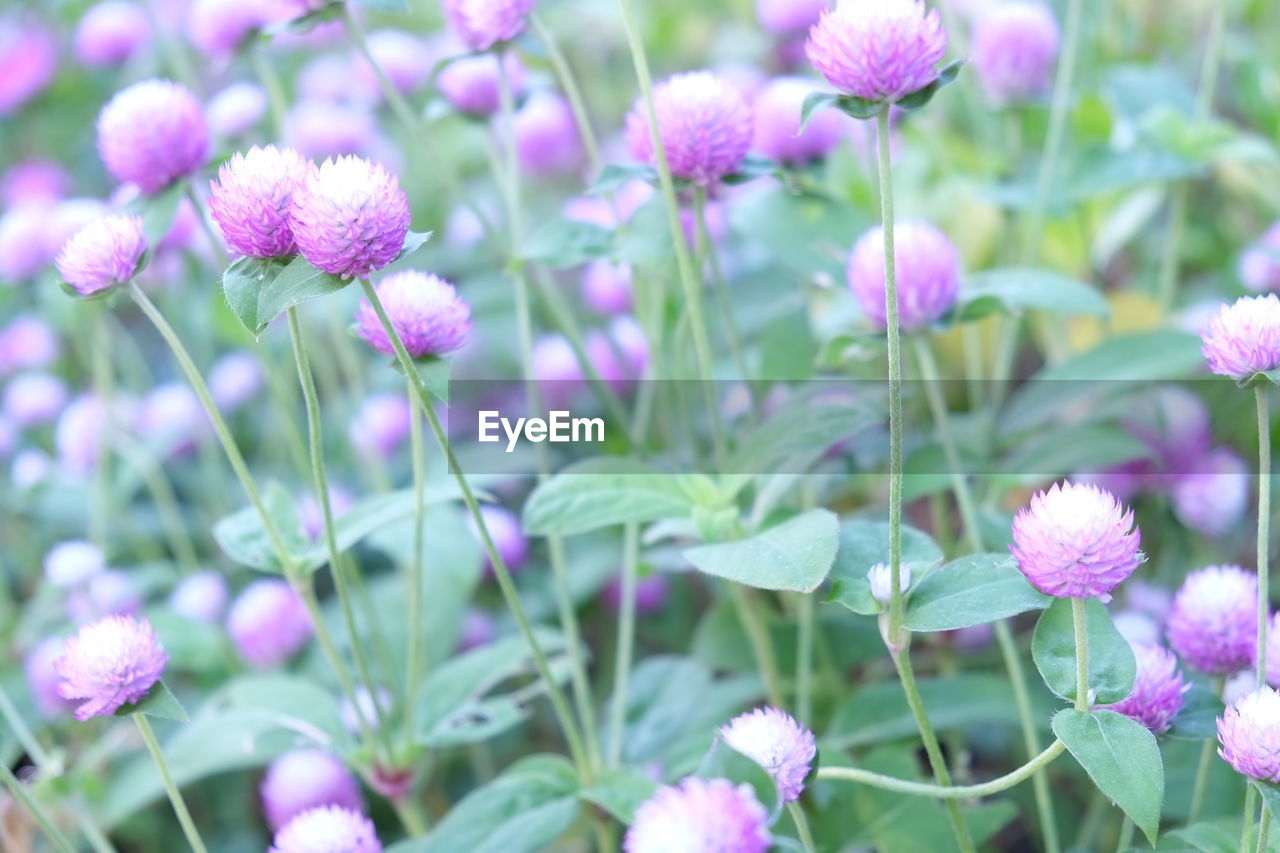 CLOSE-UP OF PURPLE FLOWERING PLANTS