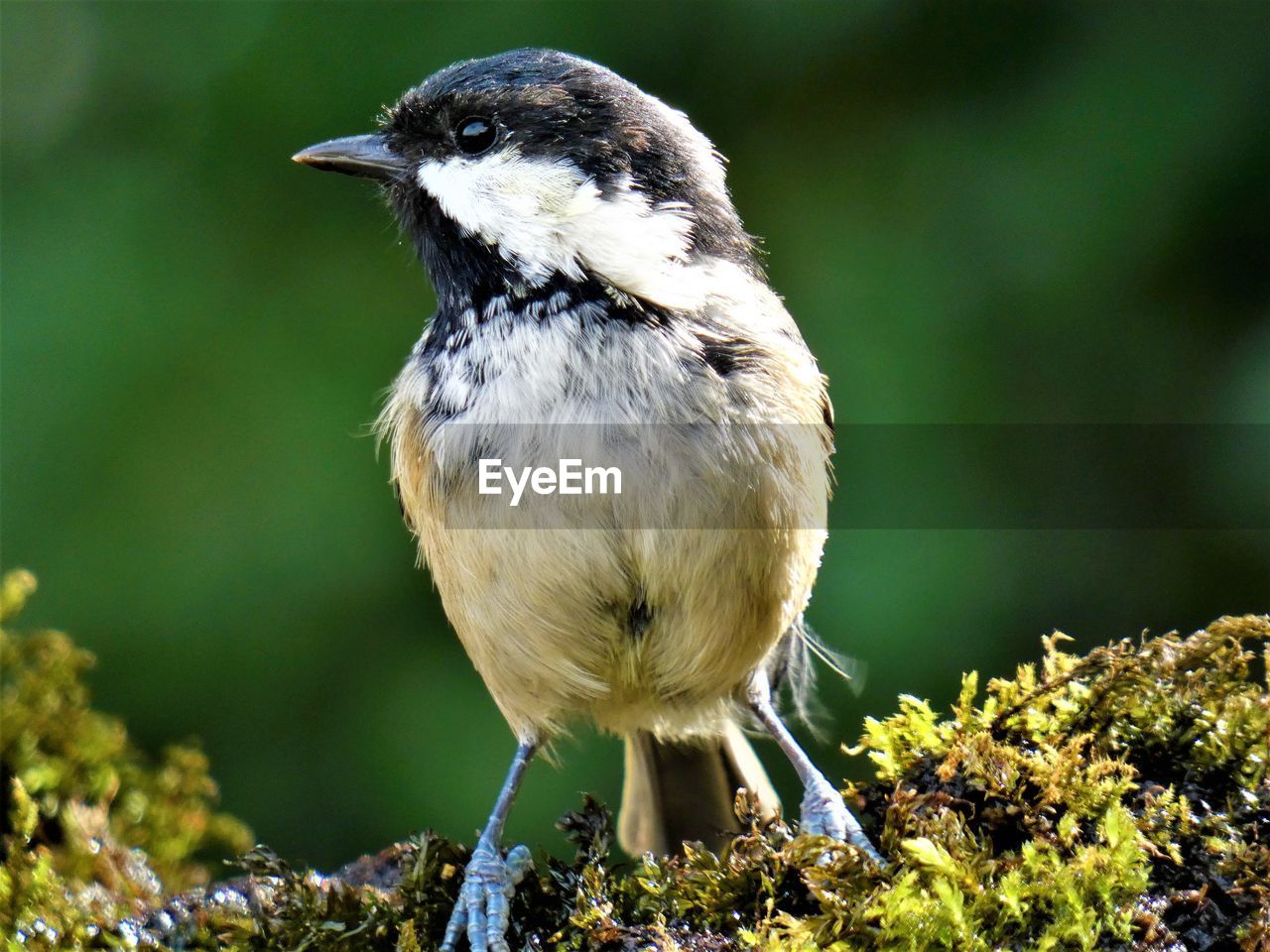 Close-up of bird on moss