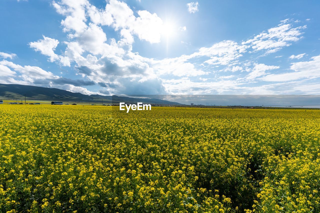 SCENIC VIEW OF YELLOW FIELD AGAINST SKY