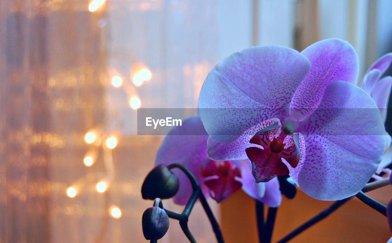 Close-up of orchids in illuminated room