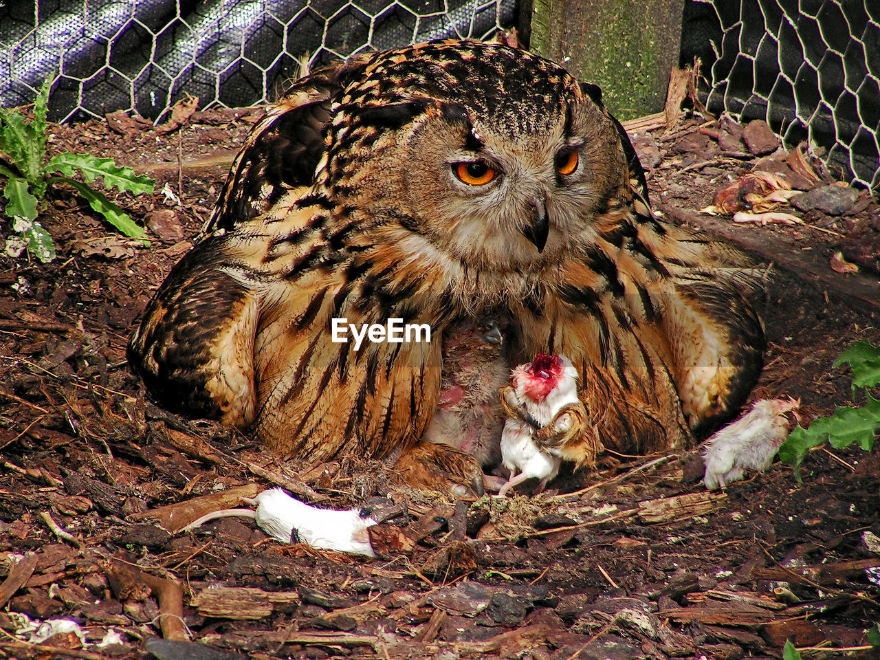 WHITE OWL IN CAGE