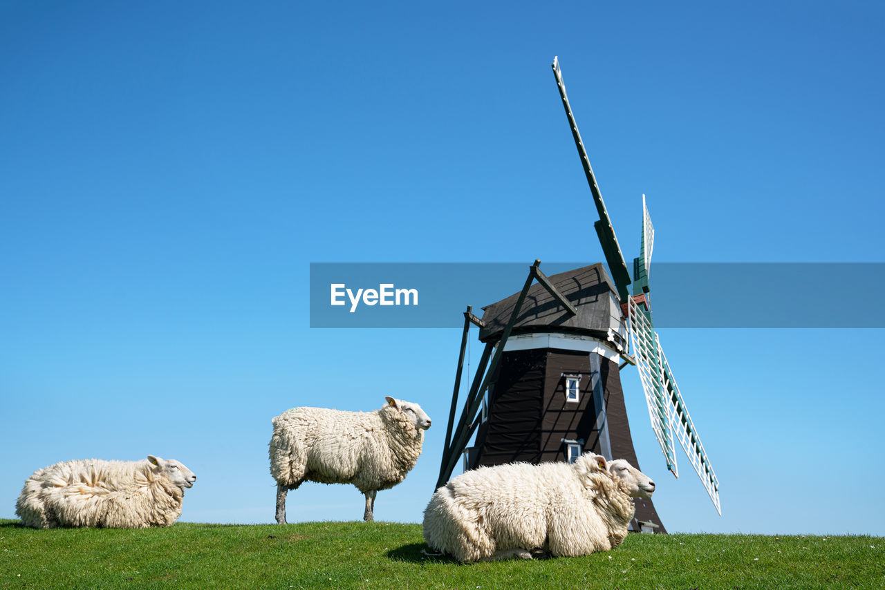 Panoramic image of the windmill of pellworm against blue sky, north frisia, germany