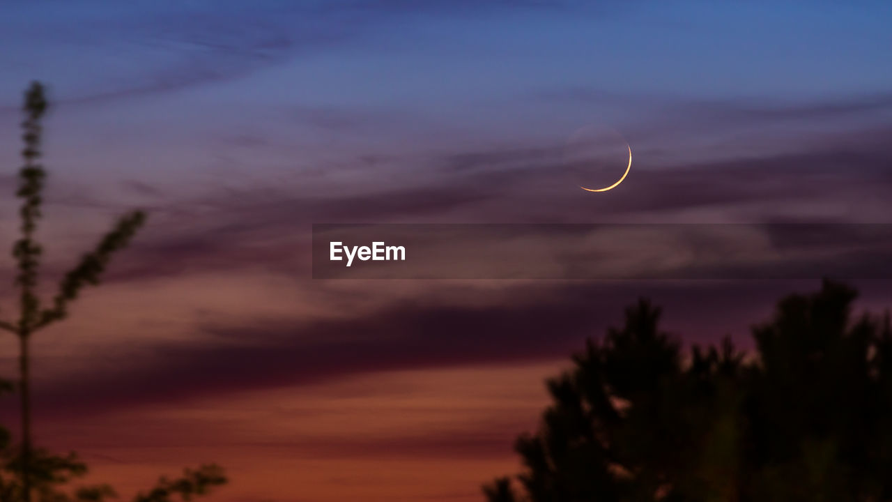 LOW ANGLE VIEW OF SILHOUETTE TREES AGAINST SKY AT DUSK