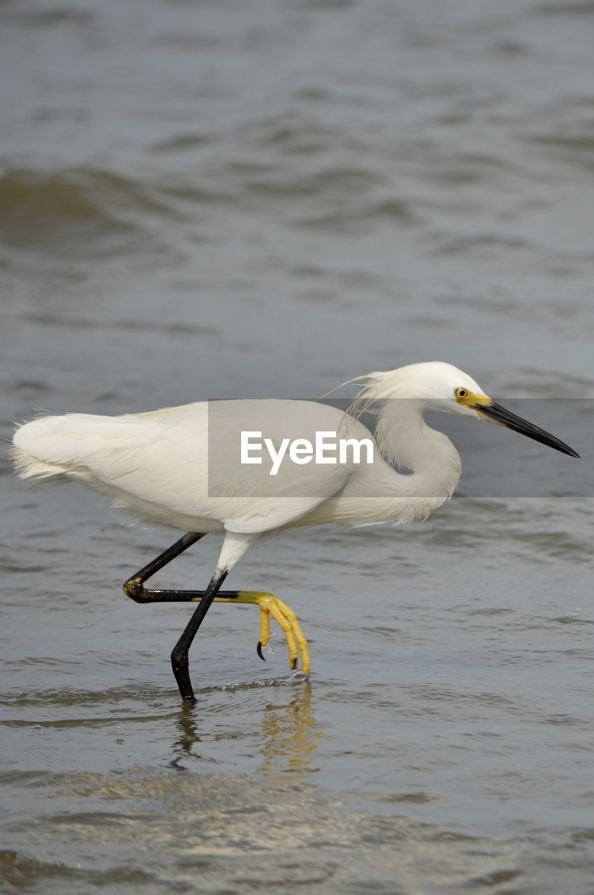 A hungry snowy egret walking through the shallow coastal waters of hilton head island while fishing