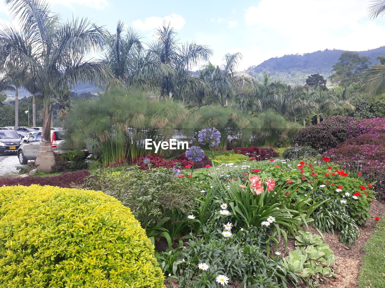 FLOWERS BLOOMING IN PARK