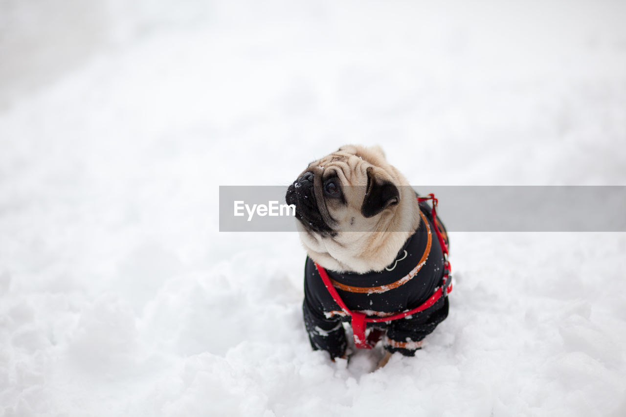 High angle view of pug on snow covered field