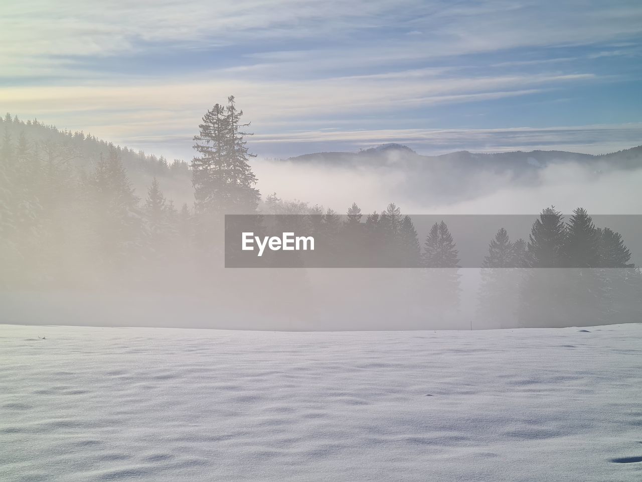 SNOW COVERED PLANTS AGAINST SKY DURING WINTER