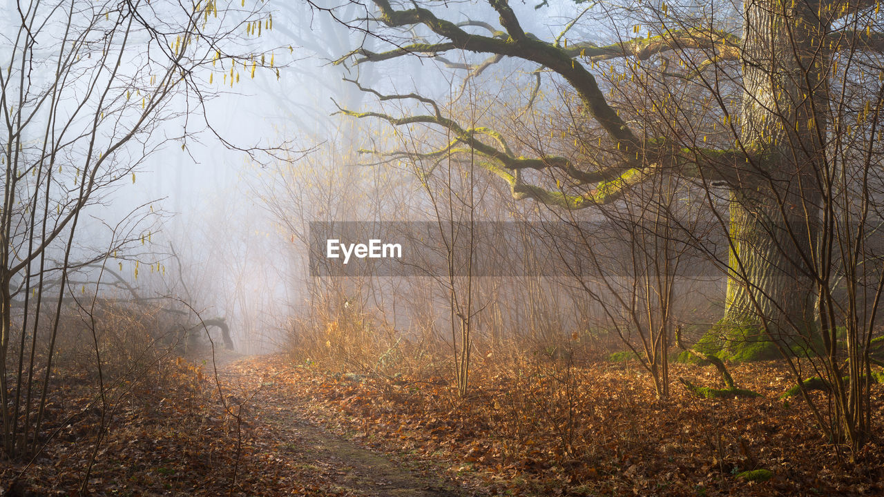 Scenic view of forest during foggy weather