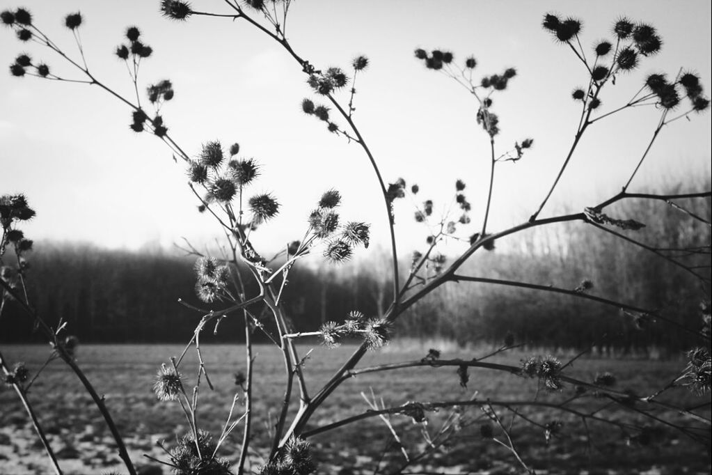 Close-up of plant on field against sky