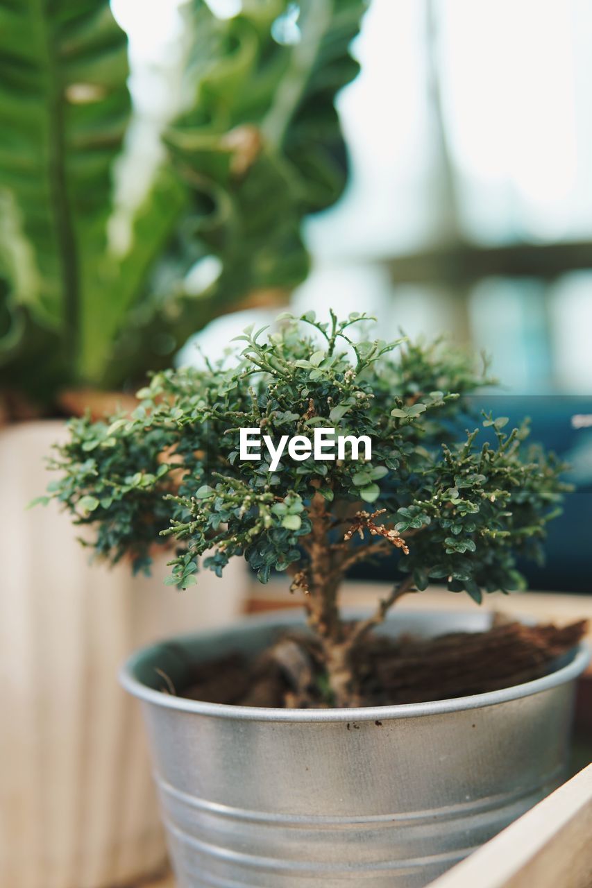 Close-up of tree on table