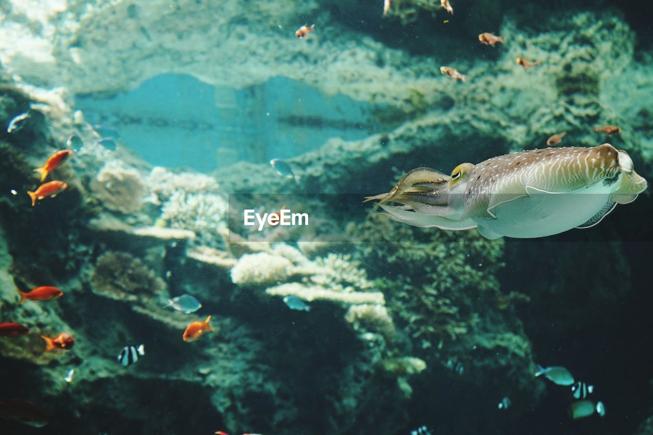 Fish swimming underwater in aquarium