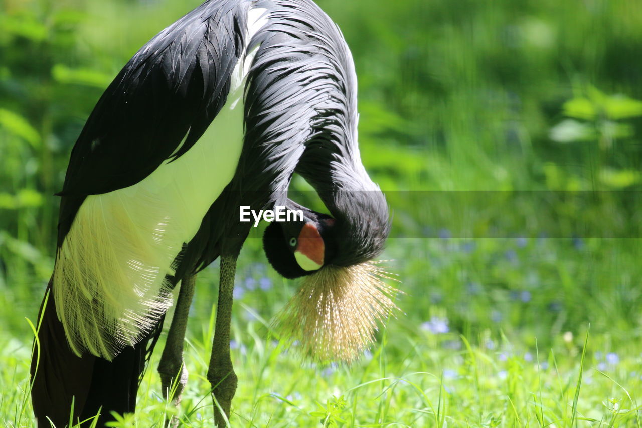 Close-up of a crane - bird