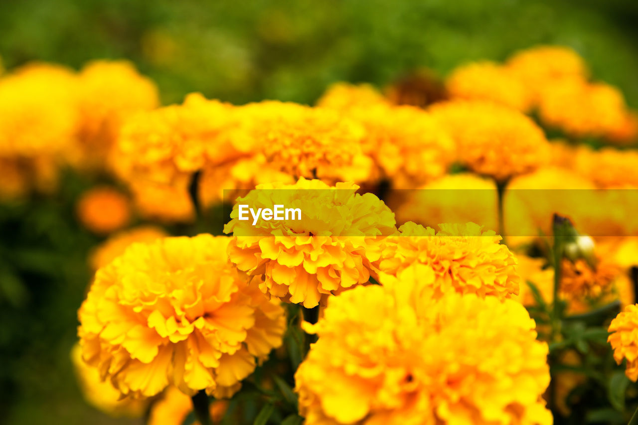 Close-up of yellow flowering plant