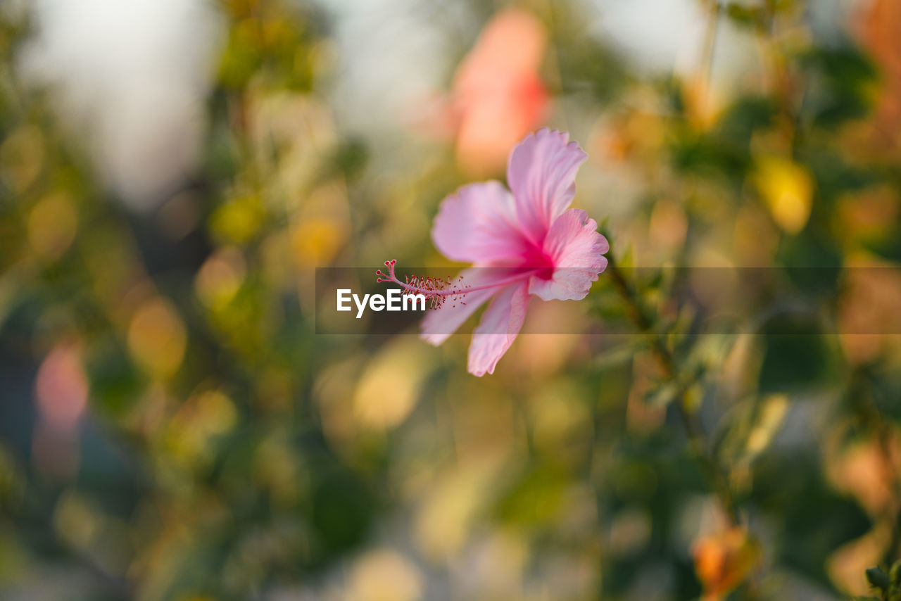 CLOSE-UP OF PINK FLOWER AGAINST BLURRED BACKGROUND