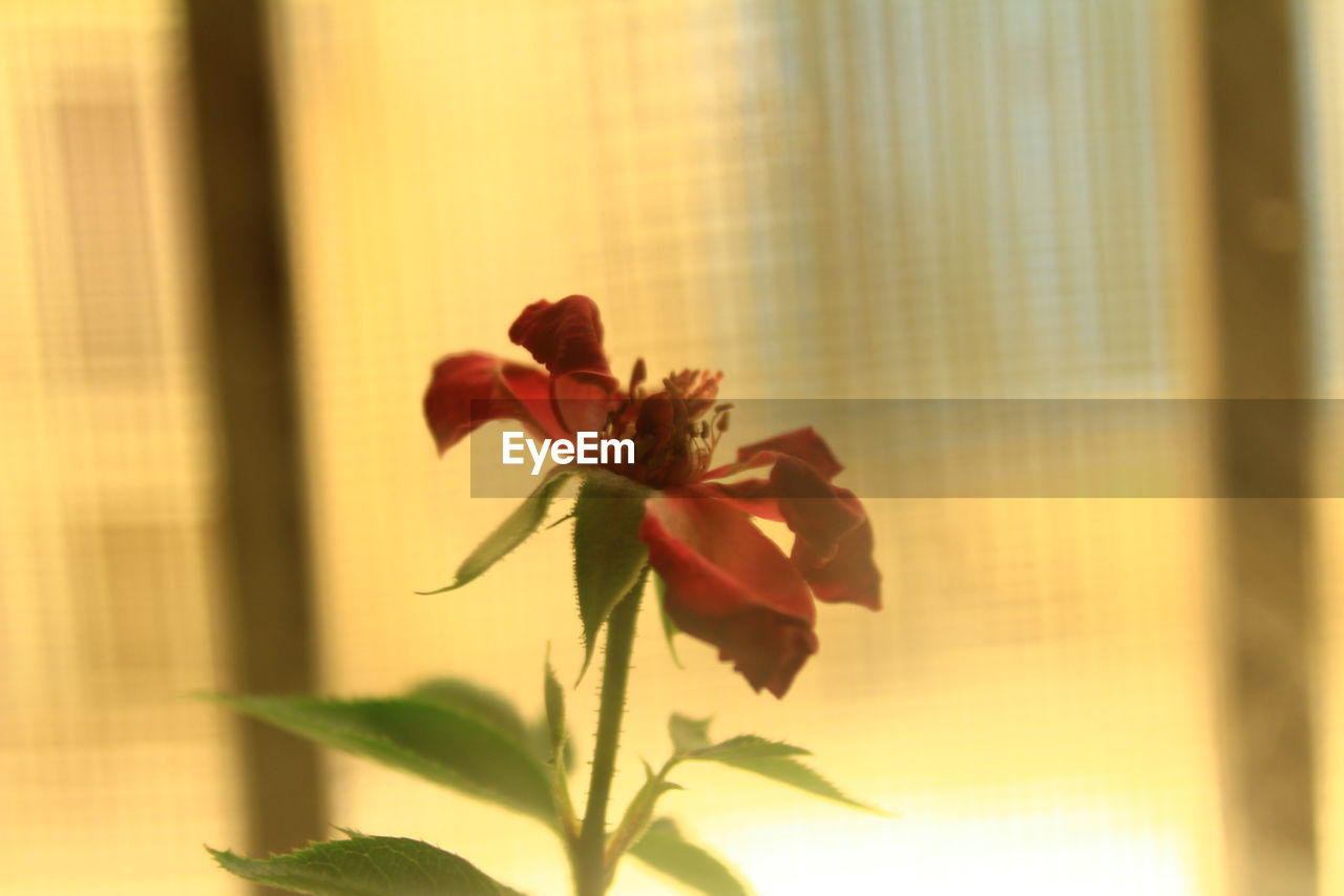 CLOSE-UP OF RED ROSE FLOWER