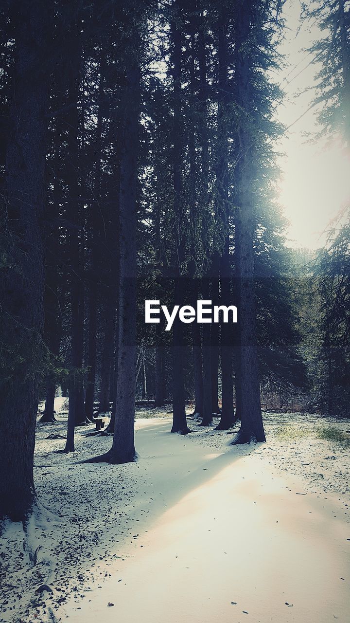 TREES GROWING IN FOREST AGAINST SKY