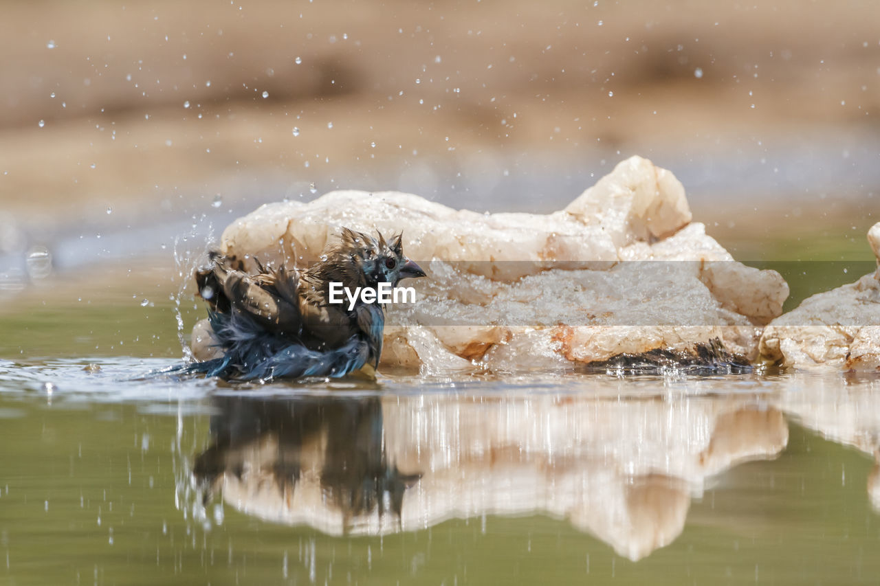 high angle view of water