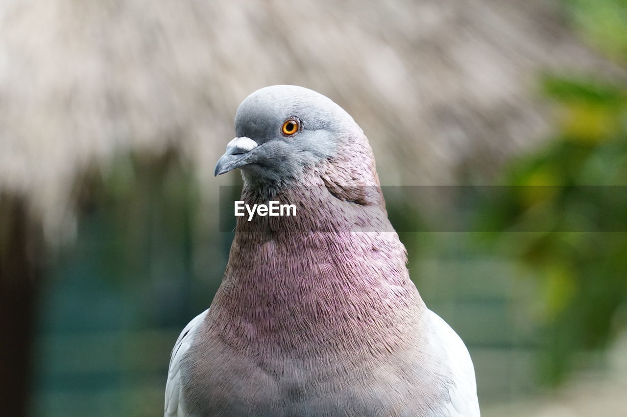 CLOSE-UP OF BIRD