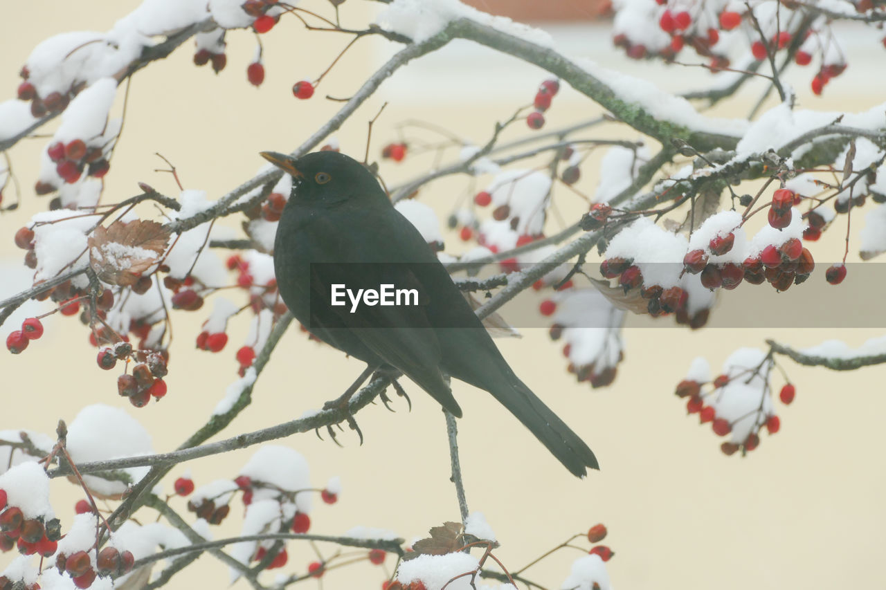 LOW ANGLE VIEW OF A BIRD PERCHING ON BRANCH