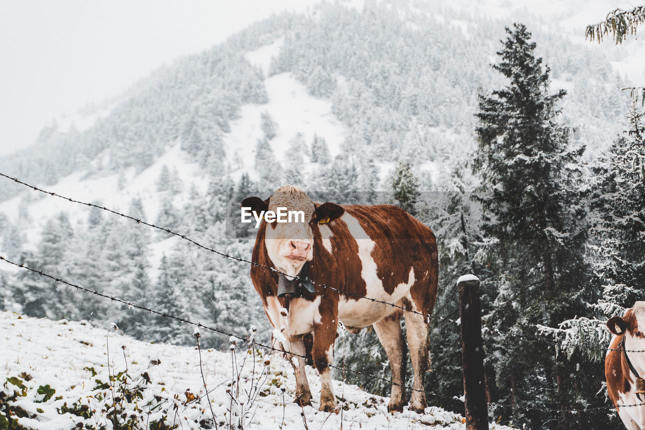 Cow standing on snow covered field