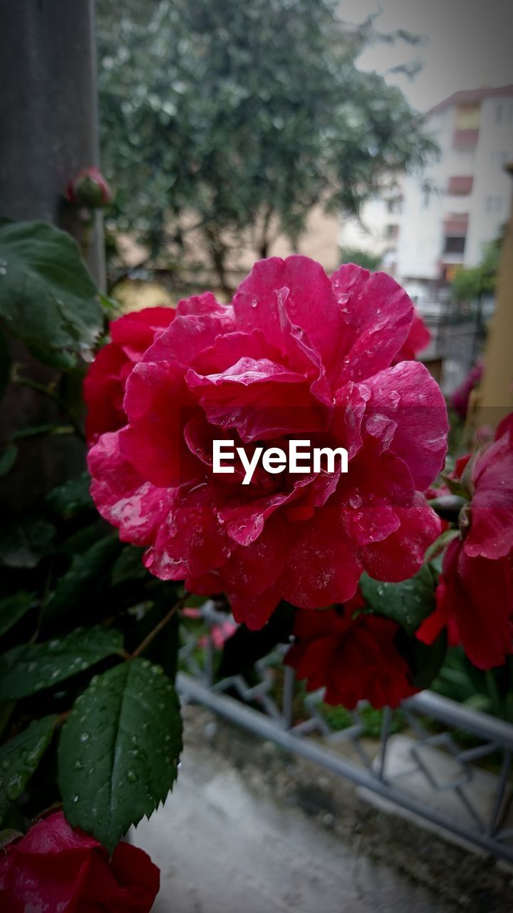 CLOSE-UP OF RED ROSE IN BLOOM