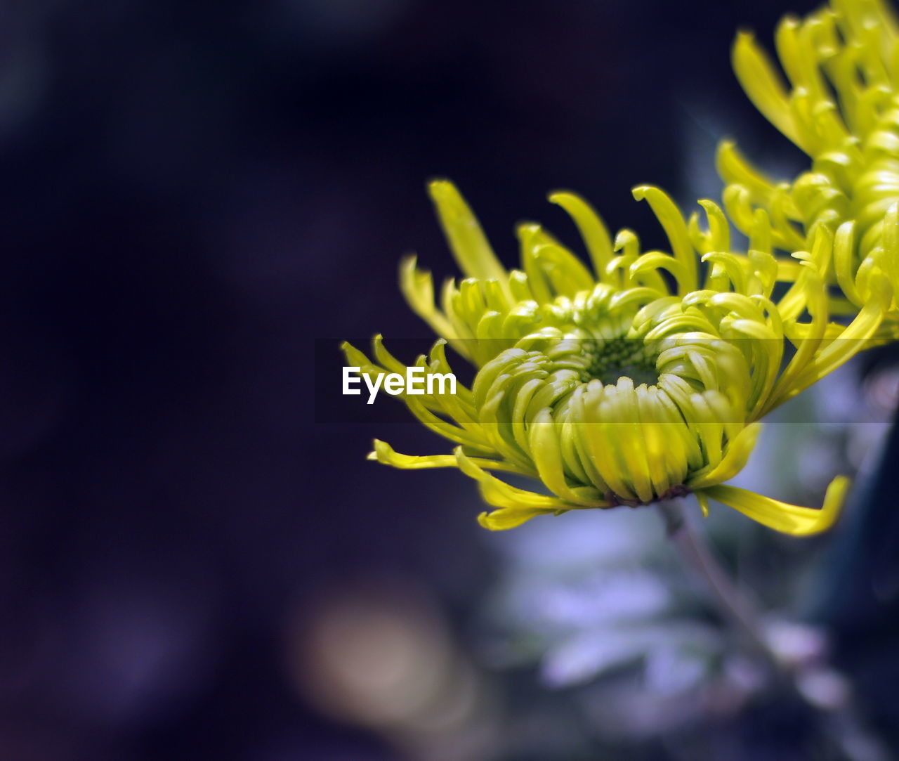 Close-up of yellow flowering plant