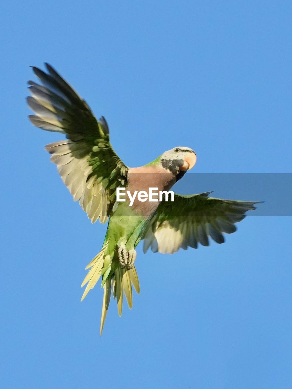 bird, animal, animal themes, flying, animal wildlife, blue, wildlife, spread wings, one animal, sky, clear sky, parrot, animal body part, nature, pet, beak, motion, mid-air, no people, wing, sunny, outdoors, day, animal wing, low angle view, beauty in nature, feather