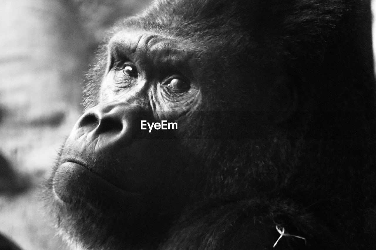 CLOSE-UP PORTRAIT OF A MONKEY LOOKING AWAY