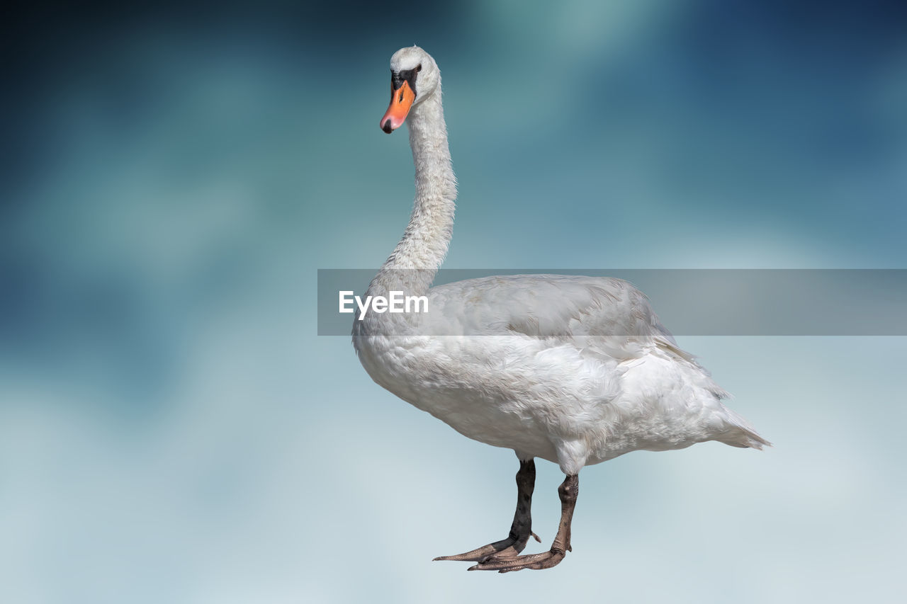Isolated swan on texture background