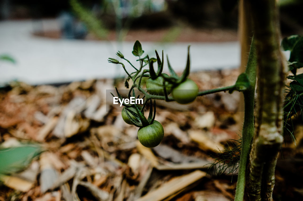 green, nature, plant, food, leaf, food and drink, growth, flower, macro photography, fruit, no people, healthy eating, tree, close-up, focus on foreground, branch, day, plant part, freshness, garden, outdoors, autumn, selective focus, grass, wildlife, land, beauty in nature, agriculture