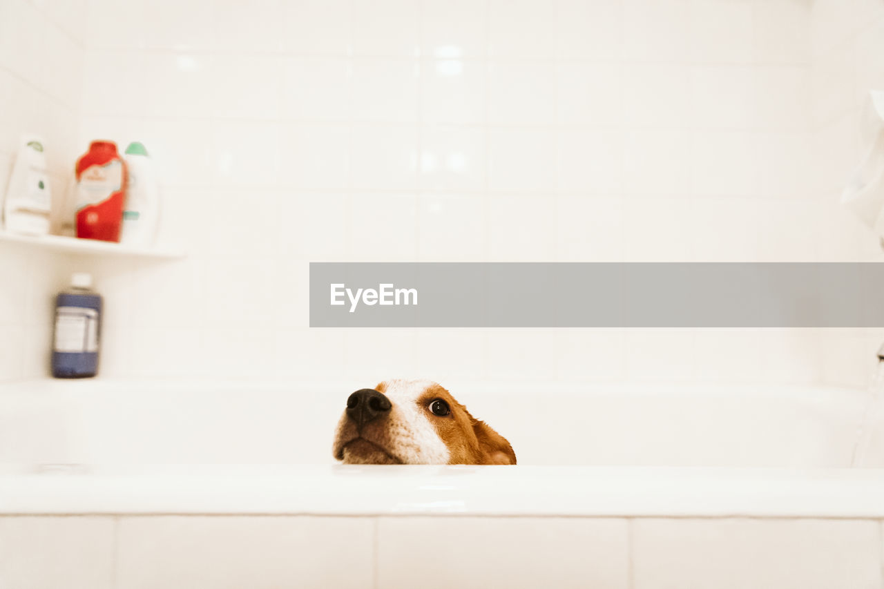 Mixed breed puppy pokes her head above the bathtub before bathtime