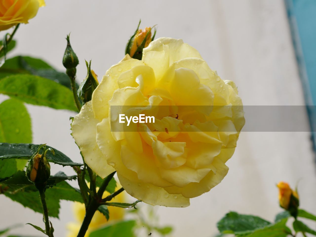 Close-up of yellow flower