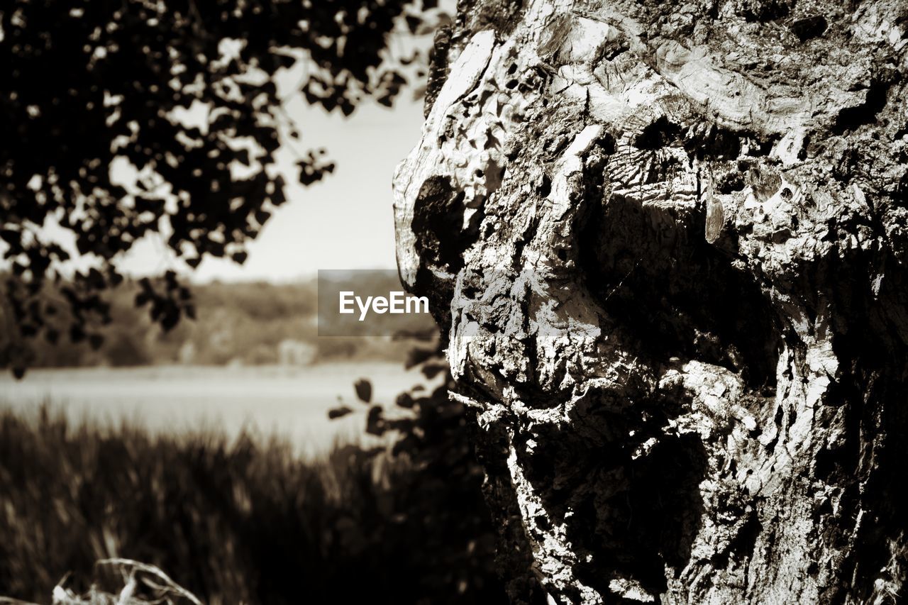 CLOSE-UP OF TREE TRUNK AGAINST SKY