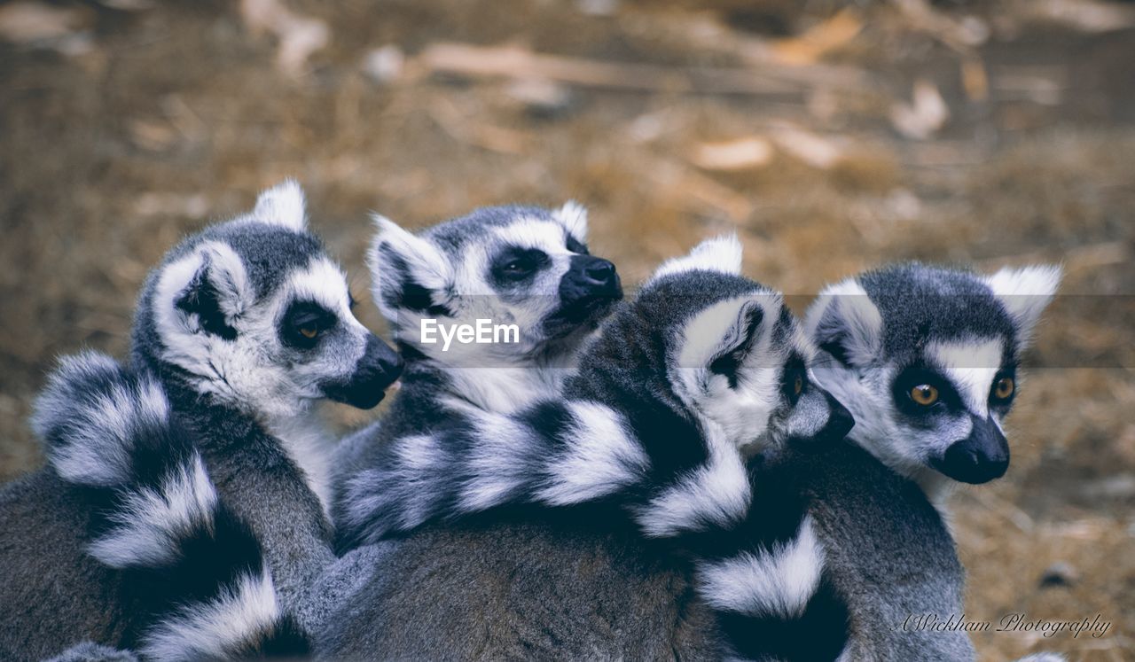 Close-up of lemurs on field