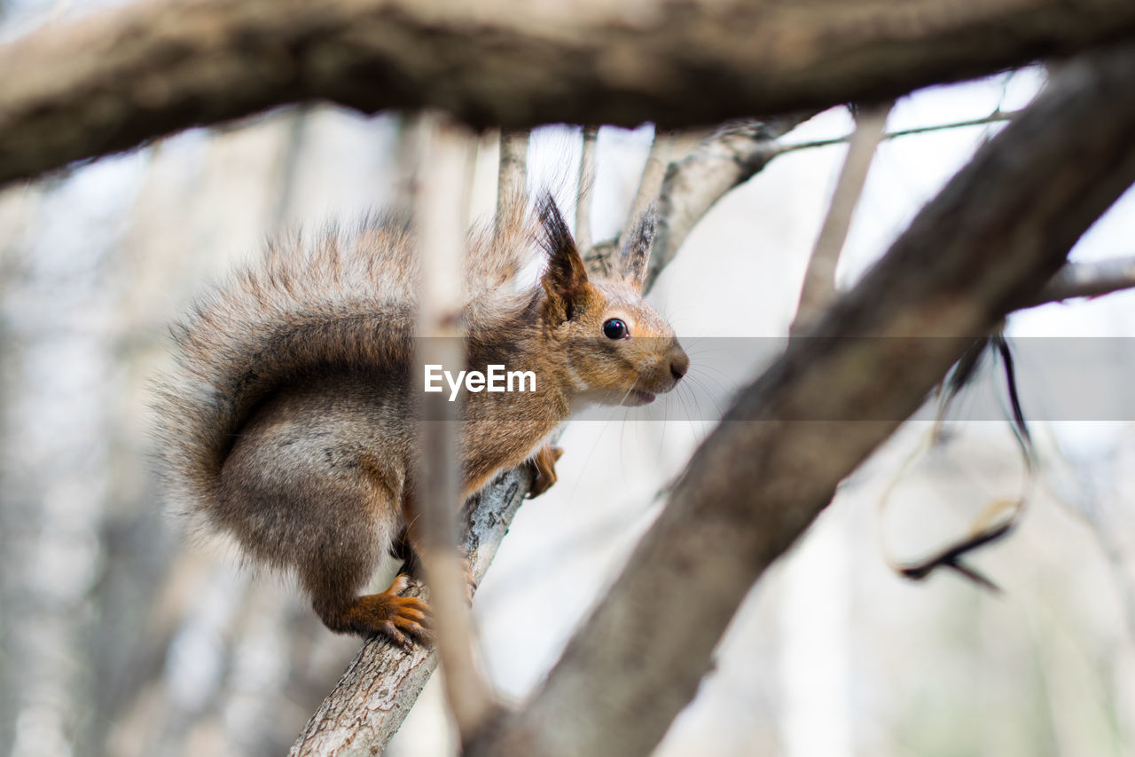 Low angle view of squirrel on tree