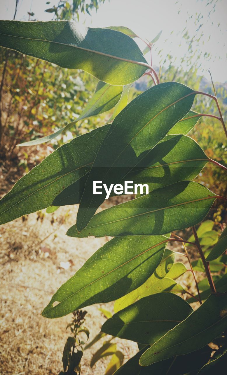 CLOSE-UP OF FRESH GREEN LEAVES ON PLANT