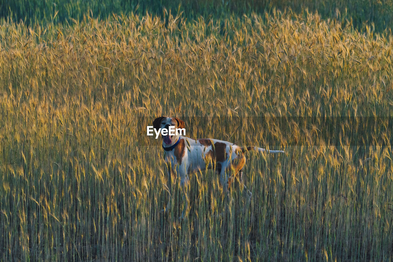 Dog running in field