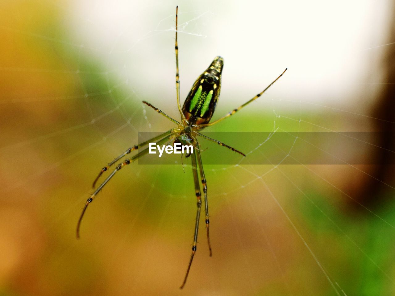 Close-up of spider on web