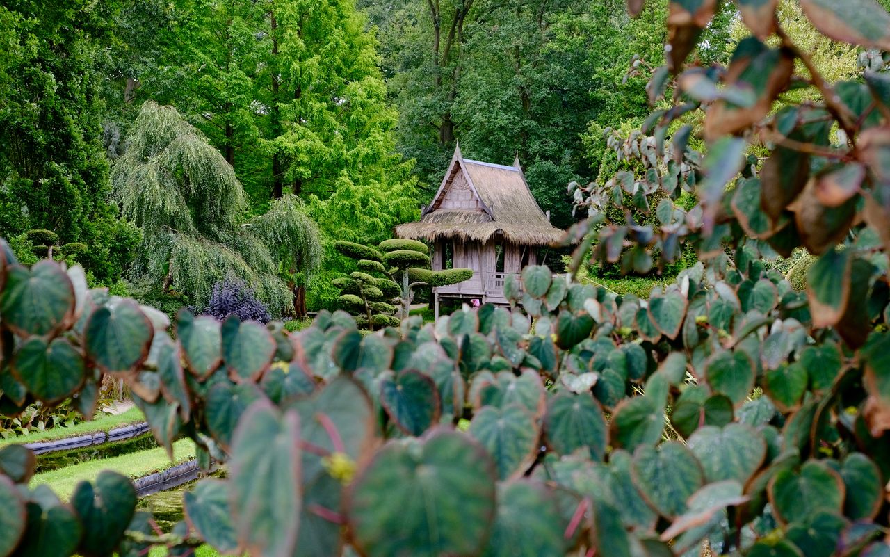 PLANTS GROWING ON LAND IN FOREST