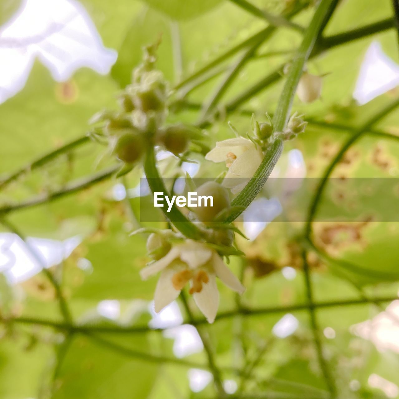 CLOSE-UP OF FRESH WHITE FLOWERING PLANT