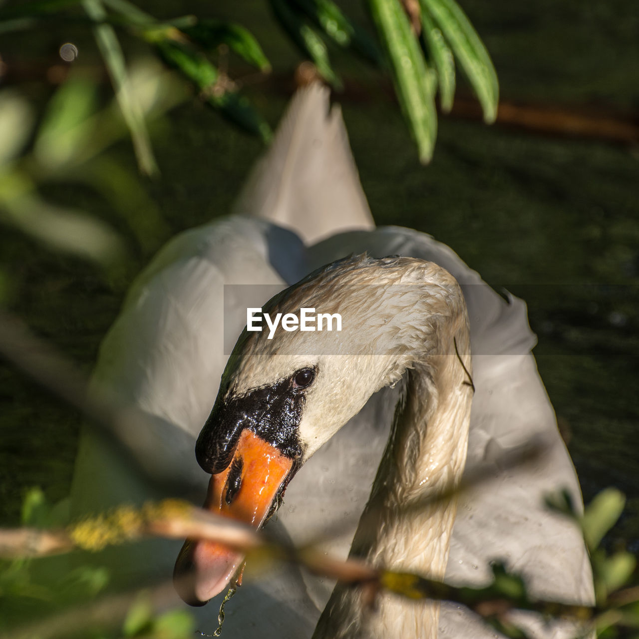 Close-up of swan swimming in lake