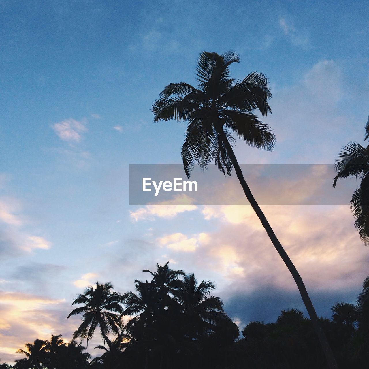 Low angle view of palm trees against blue sky