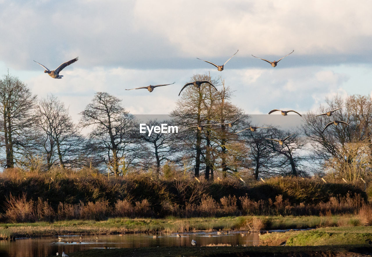 FLOCK OF BIRDS FLYING OVER LAKE