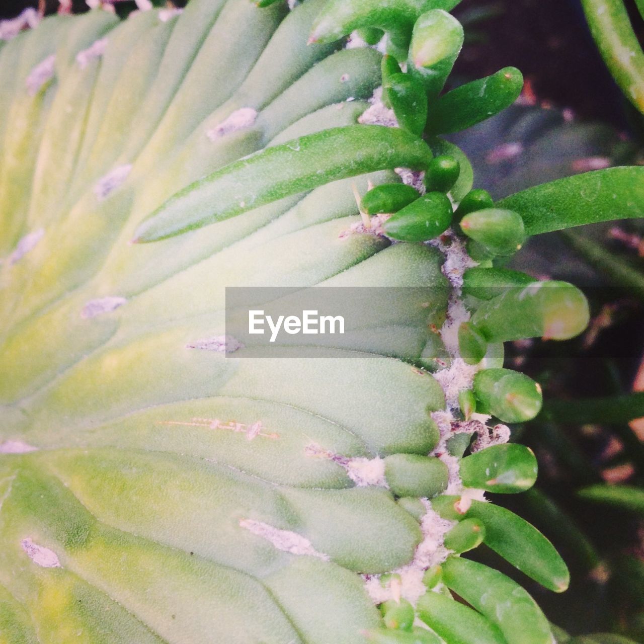 Close-up of cactus growing outdoors