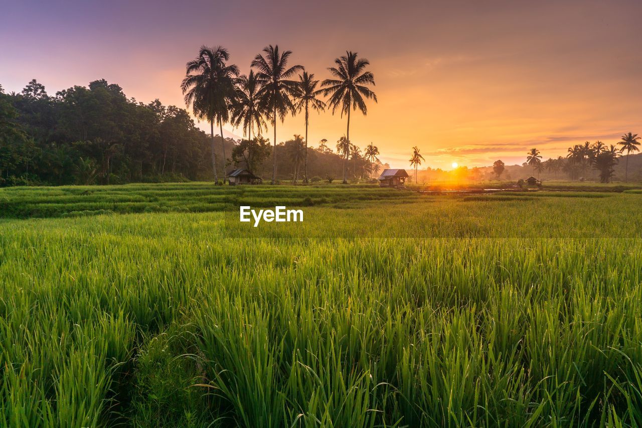 Beautiful morning view from indonesia of mountains and tropical forest