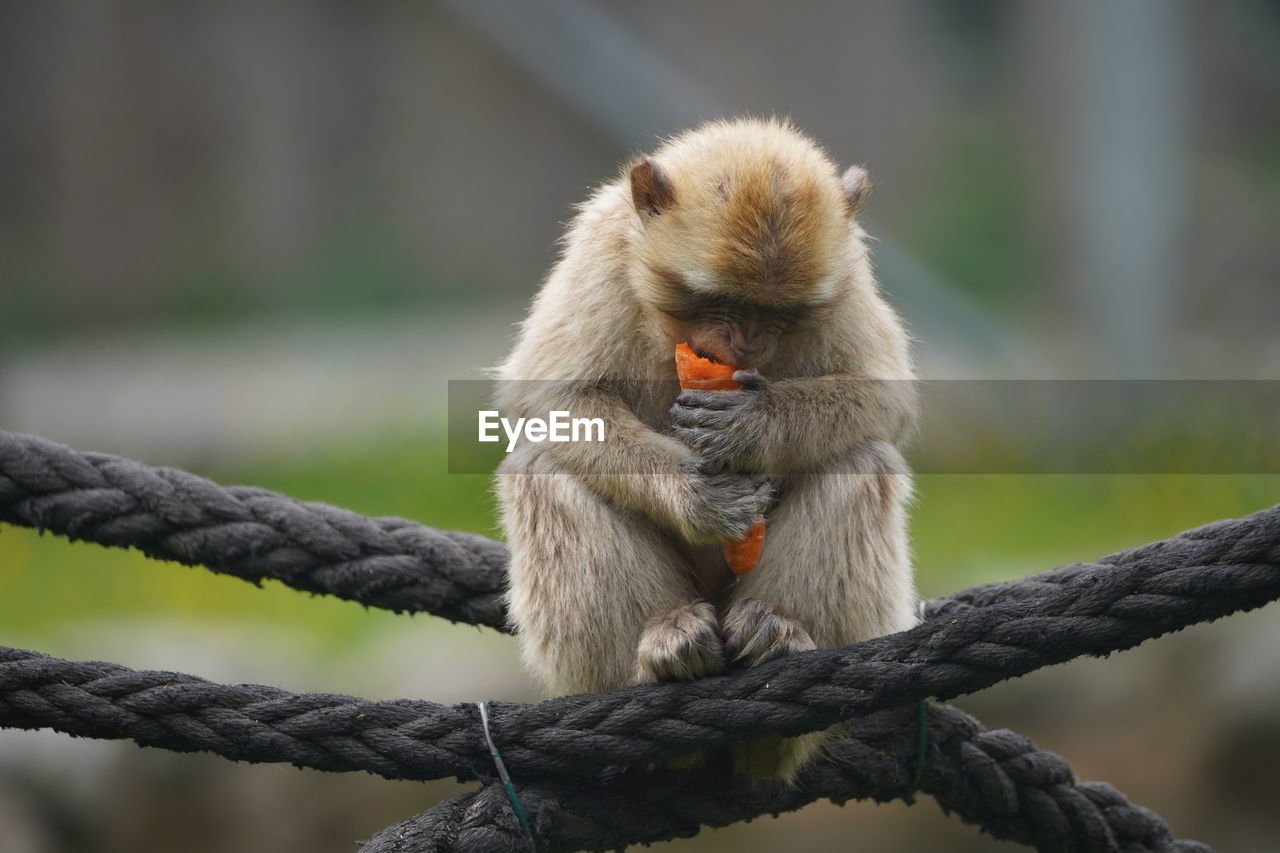 CLOSE-UP OF ROPE SITTING