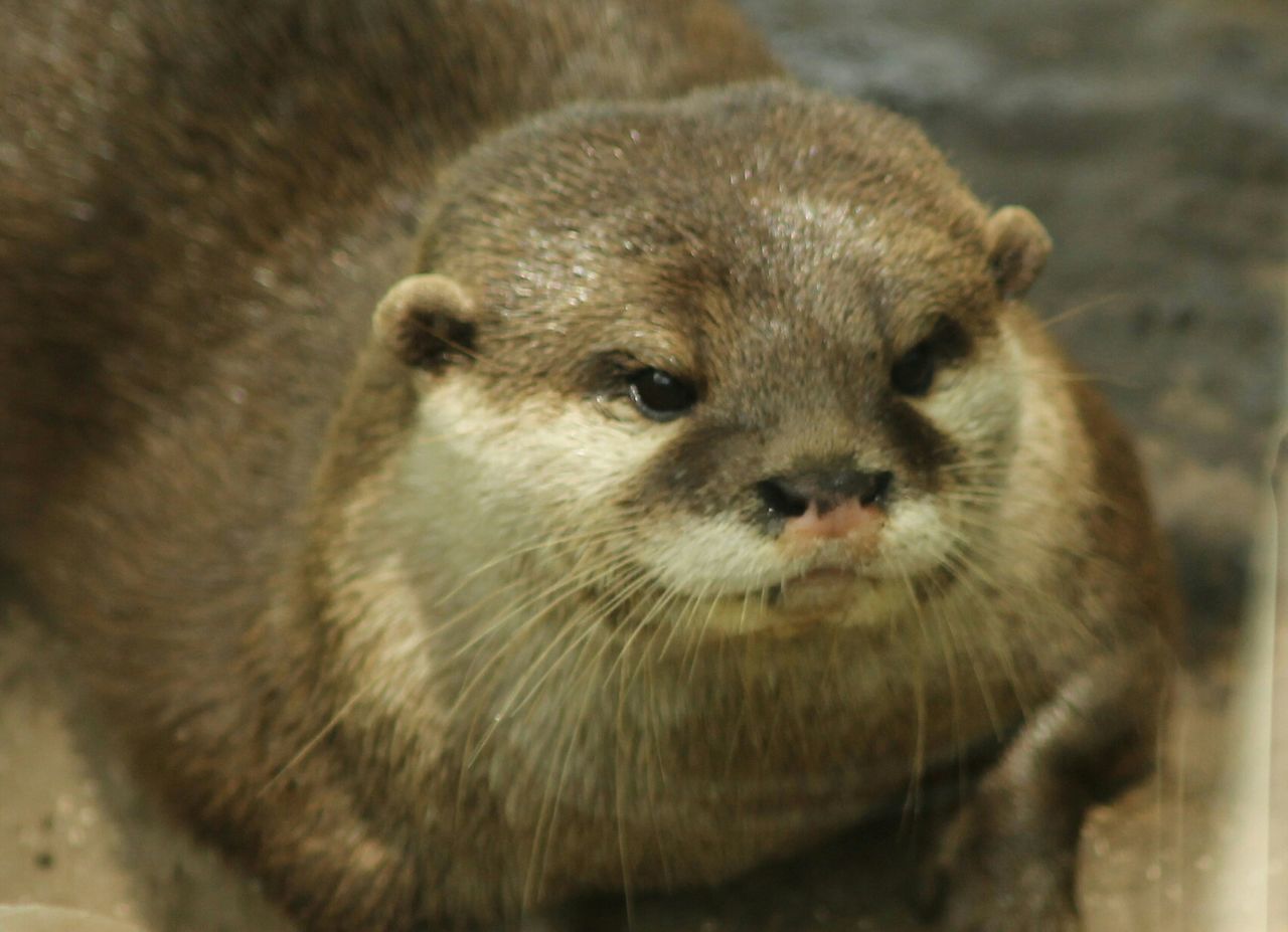 Close-up of seal looking away