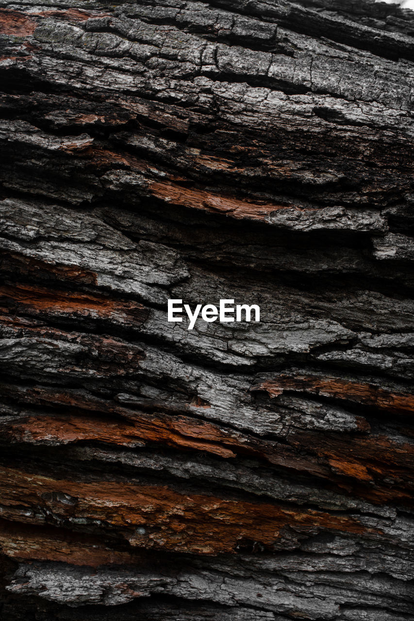 CLOSE-UP OF TREE BARK