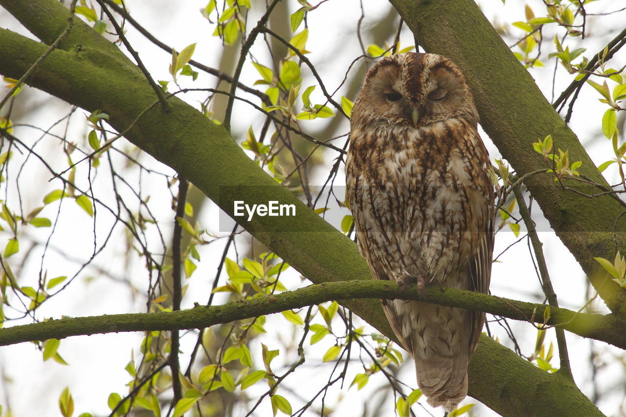 Low angle portrait of owl perching on tree